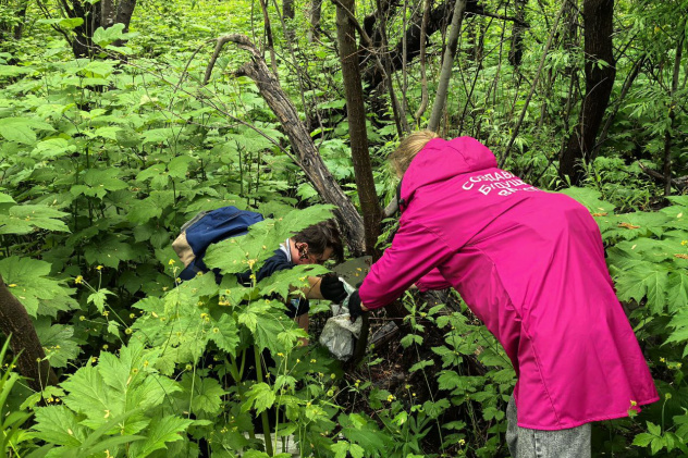 Чистые игры