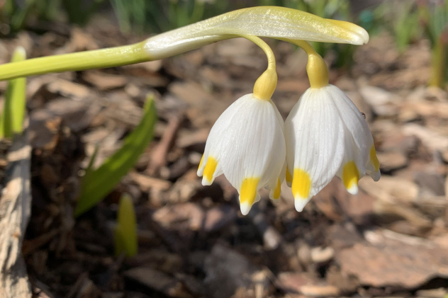 Дарья Мушкарина