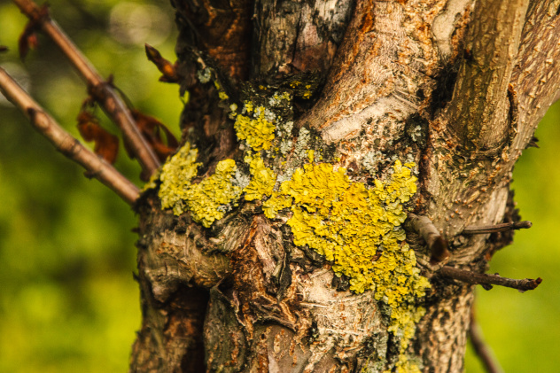 Ксантория настенная на стволе каштана Ксантория настенная на стволе каштана
