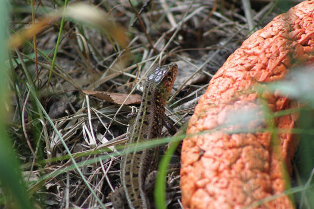 Ящерица Ящерица