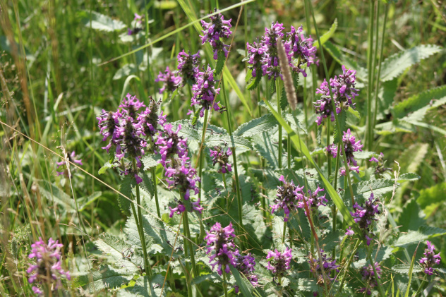 Буквица Буквица