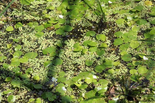 Сальвиния и водокрас Сальвиния и водокрас