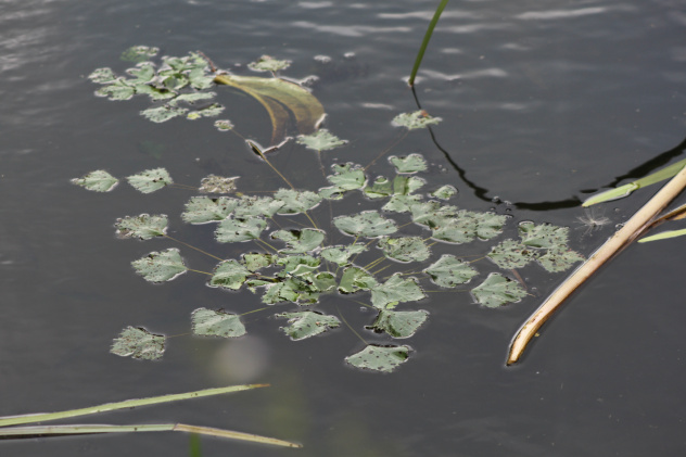 Рогульник Рогульник