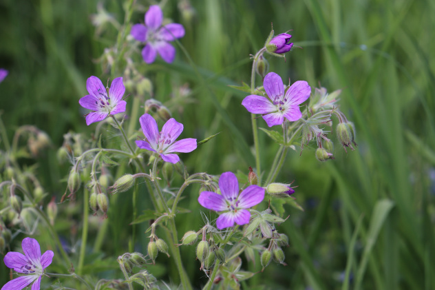 Герань лесная Герань лесная