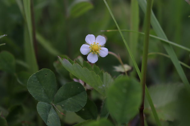 Земляника лесная Земляника лесная
