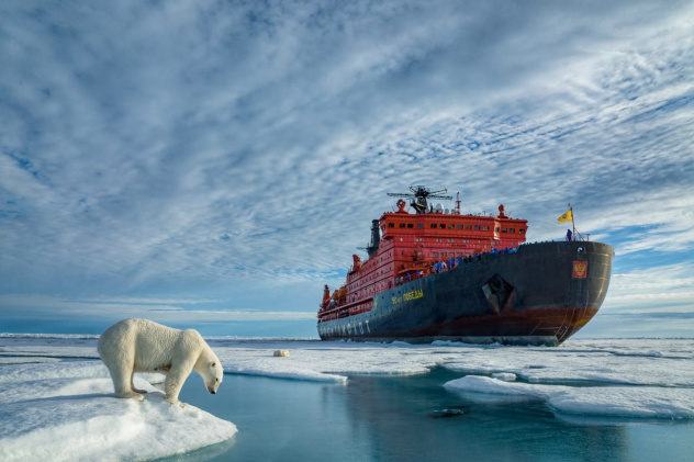 Белый медведь на фоне атомного ледокола "50 лет Победы"