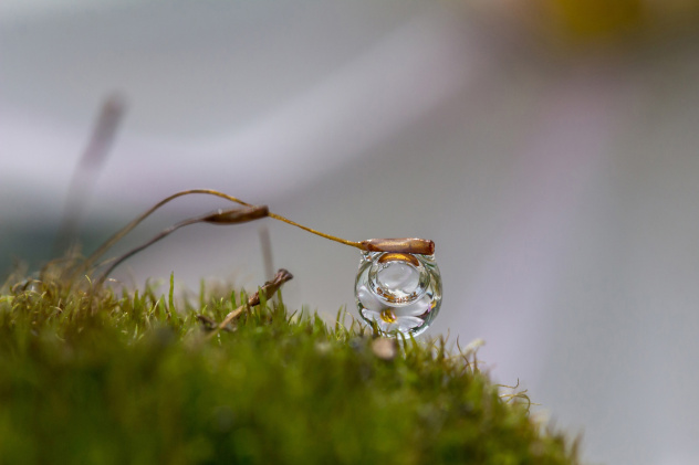 Капелька на мхе Капелька на мхе