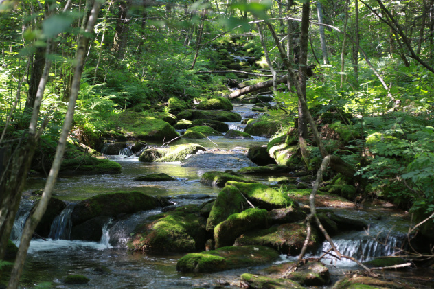 ФГБУ "Заповедное Приамурье" ФГБУ "Заповедное Приамурье"