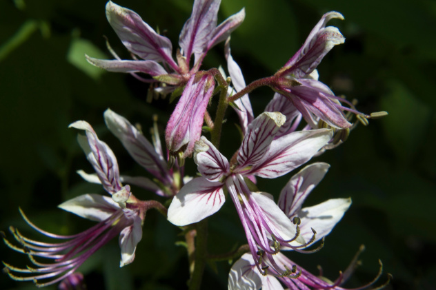 Ясенец Кавказский Ясенец Кавказский