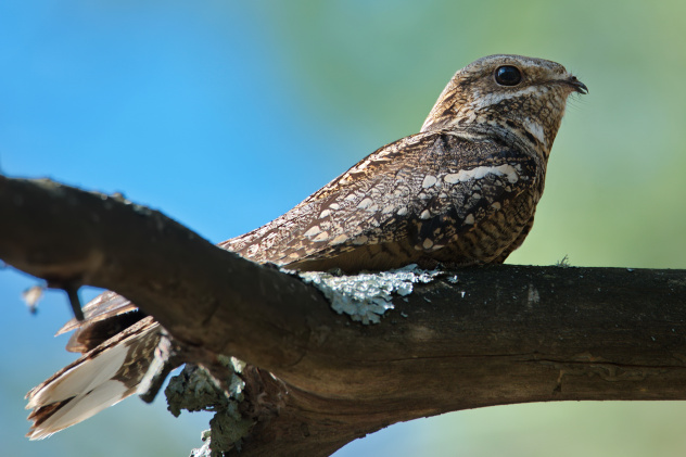 Михайлюк Дмитрий, участник фотоконкурса РГО "Самая красивая страна" Михайлюк Дмитрий, участник фотоконкурса РГО "Самая красивая страна"