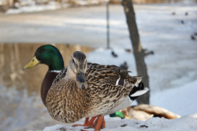 Лариса Белашова, участник фотоконкурса РГО "Самая красивая страна"