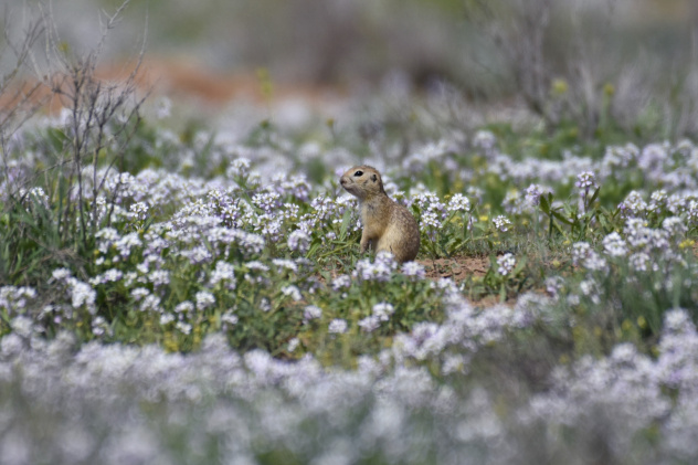 Алена Рыжова, участница фотоконкурса РГО "Самая красивая страна"