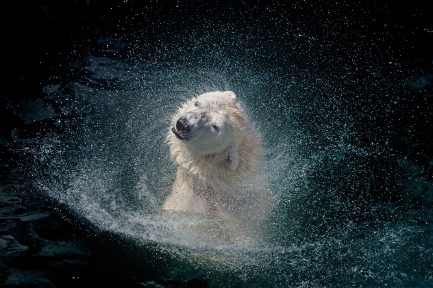 В созвездии белой медведицы
