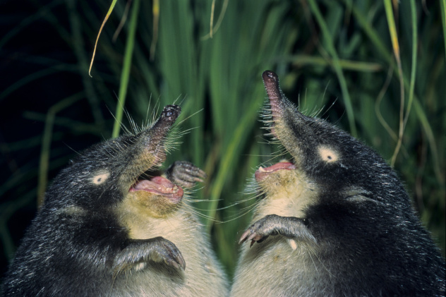 Николай Шпиленок