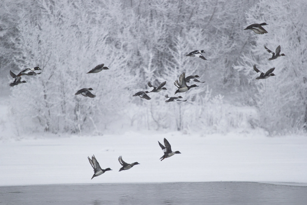 Гоголь и хохлатая чернеть