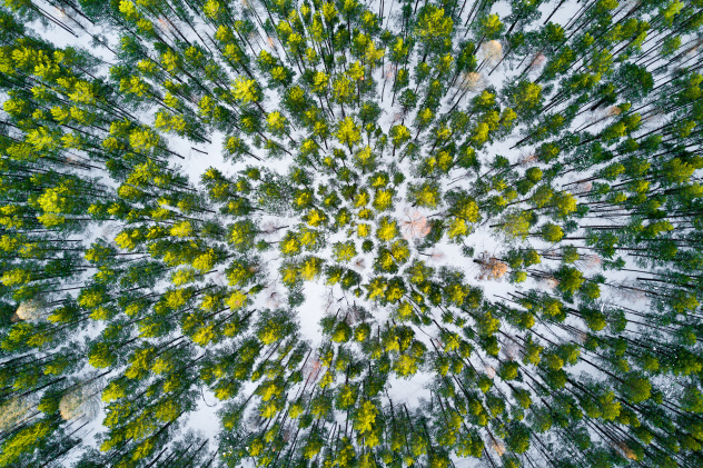 Сосновый бор