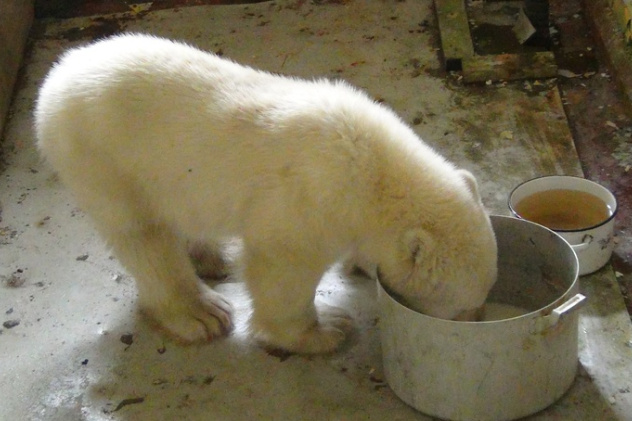 Спасённый медвежонок