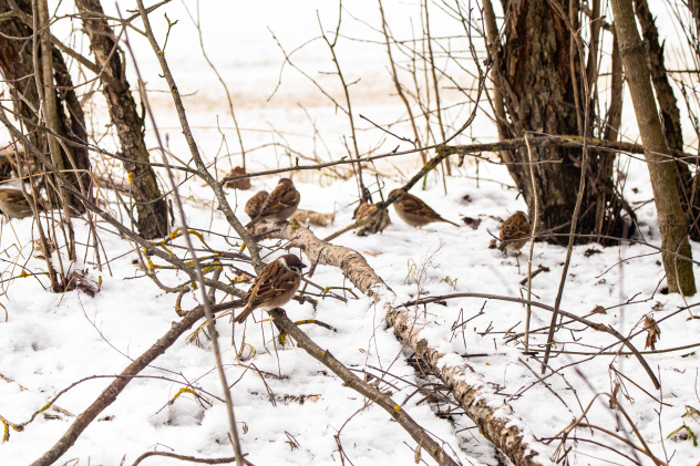 Лесные воробьи в лесном парке "Дружба"