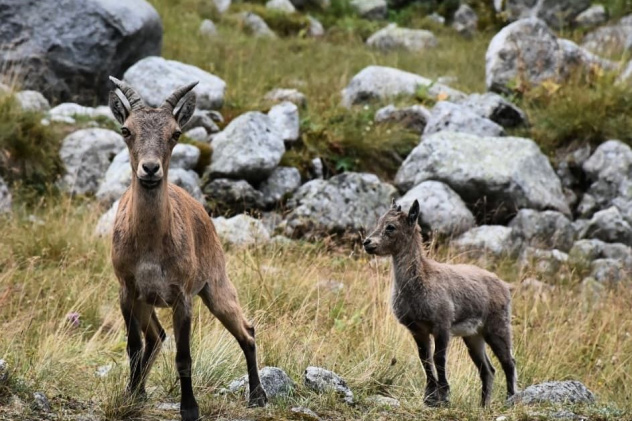 Альтаир поход