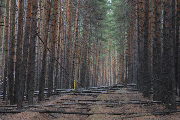 Морозов Данила, участник фотоконкурса РГО "Самая красивая страна" Морозов Данила, участник фотоконкурса РГО "Самая красивая страна"