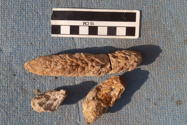 Древние шишки