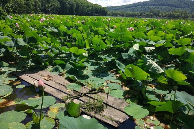 Молодёжный клуб РГО