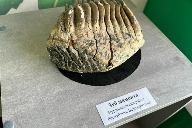 Уникальный экспонат – зуб мамонта из Нуримановского района Республики Башкортостан Уникальный экспонат – зуб мамонта из Нуримановского района Республики Башкортостан