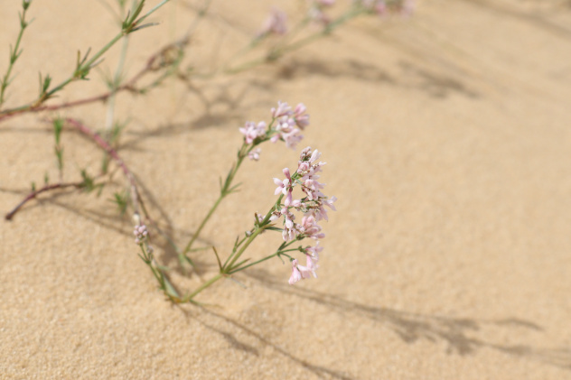 Дмитрий Владимиров Дмитрий Владимиров