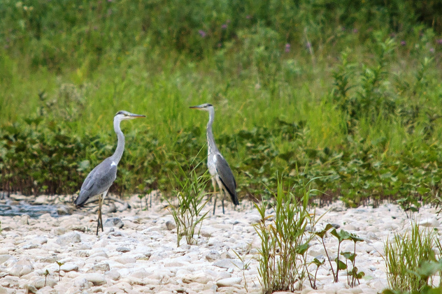 МК РГО на базе НФИ КемГУ (г. Новокузнецк) МК РГО на базе НФИ КемГУ (г. Новокузнецк)