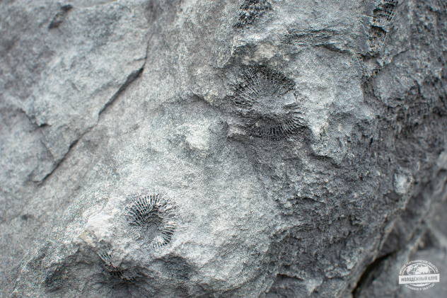 Догадаетесь, чьи отпечатки? Догадаетесь, чьи отпечатки?