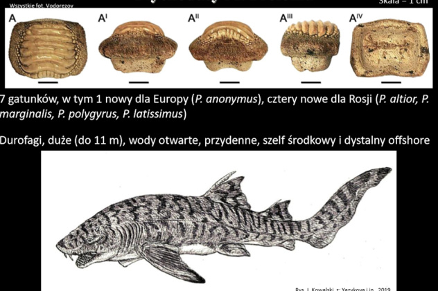 Иллюстративная информация из докладов (Польша) Иллюстративная информация из докладов (Польша)