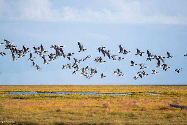 Павел Решетов Павел Решетов