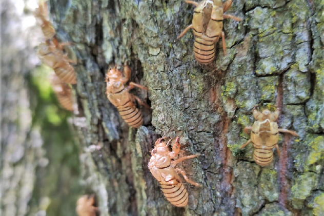 Последняя линька цикад