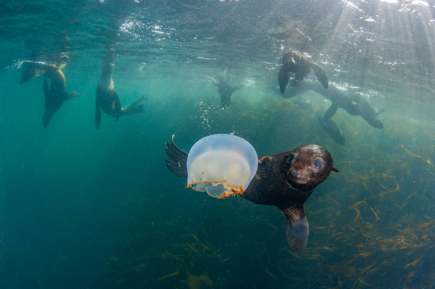 Игрушка Игрушка