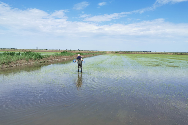 Постановка эксперимента на рисовом чеке Постановка эксперимента на рисовом чеке