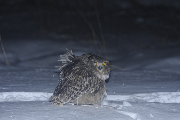 Курильский Курильский