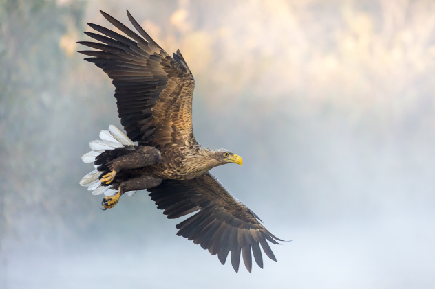 Орлан-белохвост Орлан-белохвост