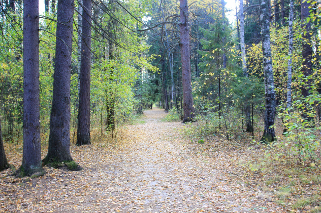 Просветский дендрарий Просветский дендрарий