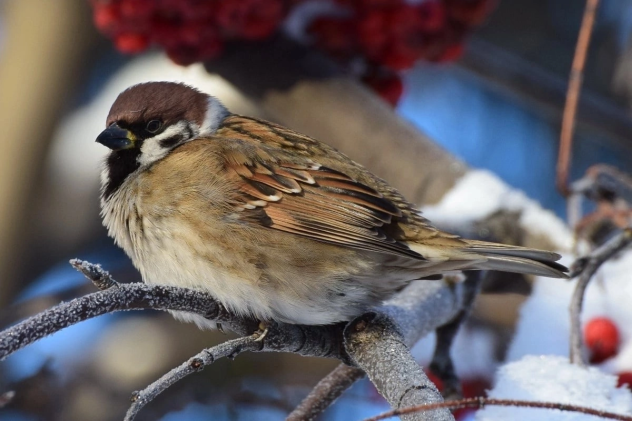 «Пушистое чудо» «Пушистое чудо»