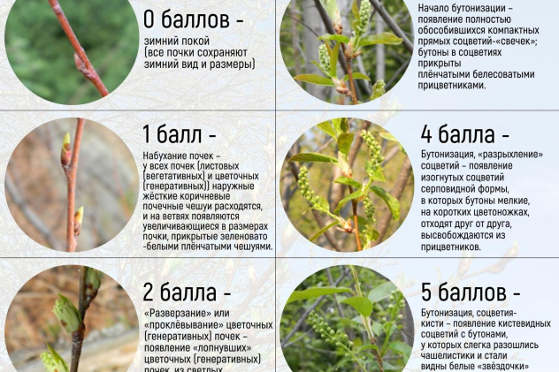 Фенологическая шкала Фенологическая шкала