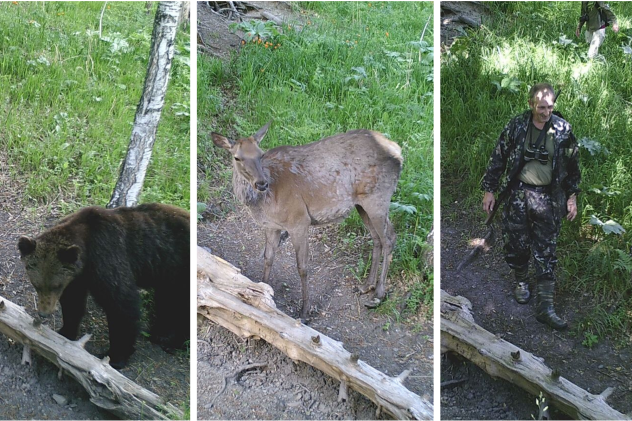 Подборка фотографий с фотоловушки с солонцов