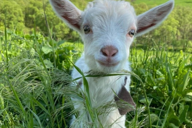  «Летние каникулы»