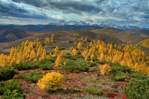 Лиственницы