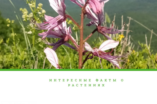 Ясенец Кавказский