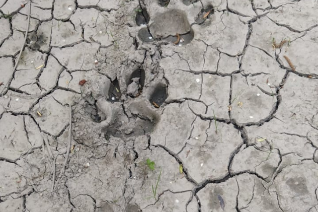 следы Panthera tigris altaica следы Panthera tigris altaica