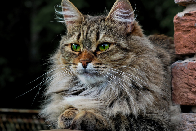 Соседский кот Соседский кот