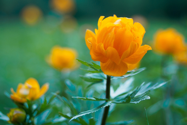 Купальница азиатская Купальница азиатская