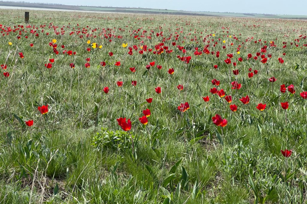 Автор: Наталья Давыдова Автор: Наталья Давыдова
