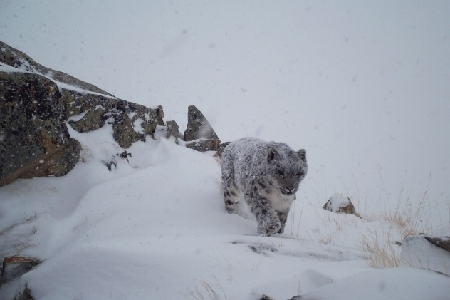 Сохраняй Алтай