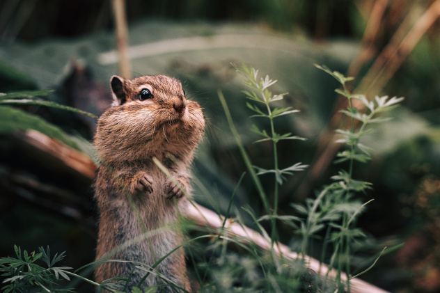 Встретимся у «Столбов»